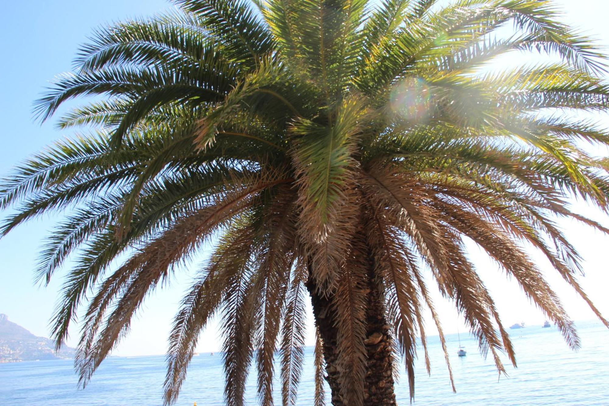Hôtel La Villa Patricia - Charme et Tradition Villefranche-sur-Mer Esterno foto